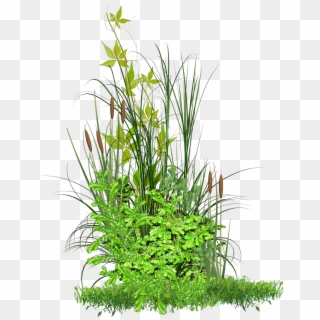 Végétation - Grass Png For Picsart, Transparent Png