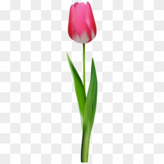 Pink Tulip Png Clip Art - Flower Png Tulip Pink, Transparent Png