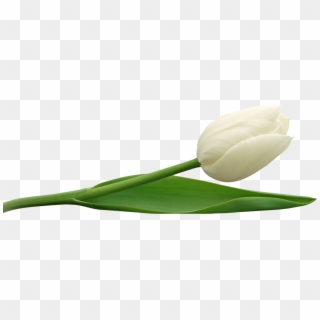Tulip Png Image - Transparent Background White Flowers, Png Download