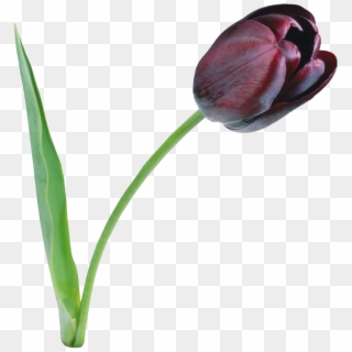 Tulip Png File - Tulips Flowers, Transparent Png