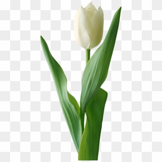 White Tulip Flower Png, Transparent Png