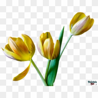 Tulip Flower Png Clip Art Free, Transparent Png