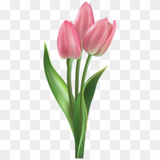 Soft Pink Tulips Png Clipart Image - Soft Pink Pink Tulips, Transparent Png