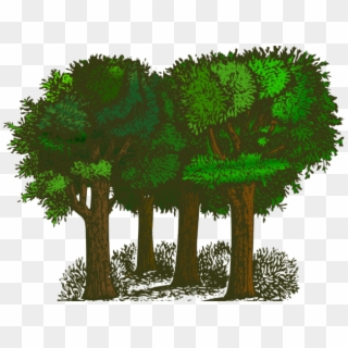 Trees Clipart, HD Png Download