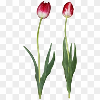 Tulip Png Download Image - Lady Tulip, Transparent Png