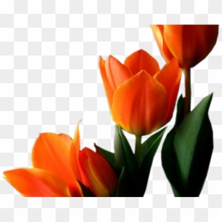 Tulip Png Transparent Images - Orange Tulip Png, Png Download