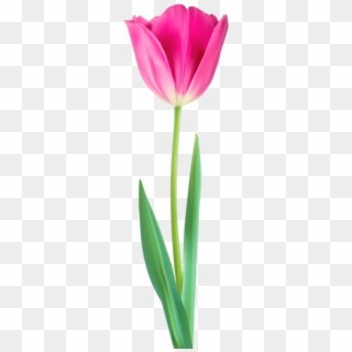 Free Png Download Tulip Decorative Png Png Images Background - Sprenger's Tulip, Transparent Png