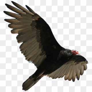 Download Turkey Vulture Flying Transparent Png - Turkey Vulture No Background, Png Download
