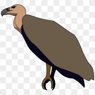 Turkey Vulture Beaky Buzzard Bird Of Prey - Vulture Clip Art, HD Png Download