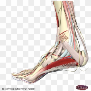 Plantar Fascia And Arch Muscles - Foot Arch Muscles, HD Png Download