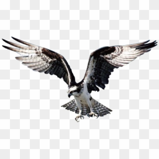 Eagle Bird Hawk Wild Animal Prey 1643086 - Bald Eagle, HD Png Download