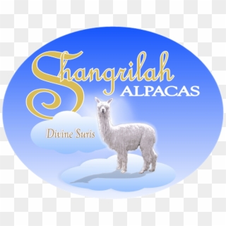 Shangrilah Alpacas Logo - Llama, HD Png Download