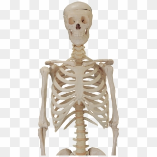 Human Body Skeleton Png, Transparent Png