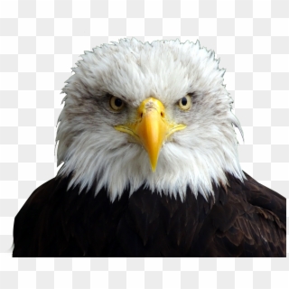 Bald Eagle Head Png - Bald Eagle Trump Hair, Transparent Png