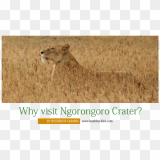 Why Visit Ngorongoro Crater - Lion, HD Png Download
