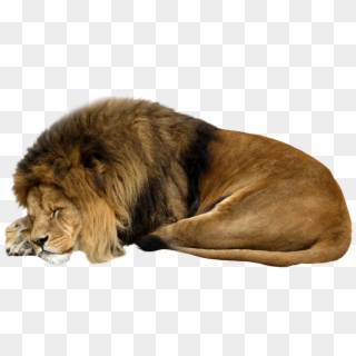 Lion Sleeping Png, Transparent Png