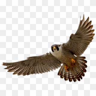 Falcon Clip Art Tumundografico 4 Wikiclipart - Peregrine Falcon Png, Transparent Png