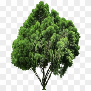 20 Free Tree Png Images Platycladus Orientalis - Árboles Y Arbustos Png, Transparent Png