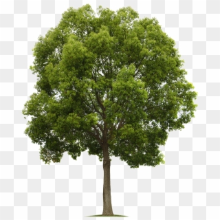 Maple Tree Png - High Quality Tree Png, Transparent Png