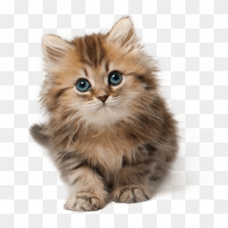 Png Cute Cat Pluspng - Cute Cat Png, Transparent Png