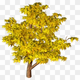 Yellow Fall Tree Png Clipart - Pine For Architecture Png, Transparent Png