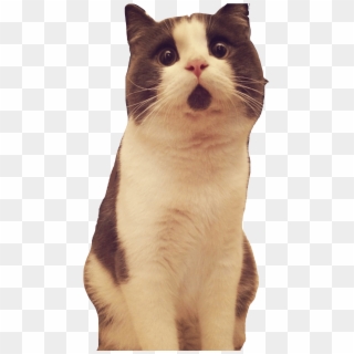 Banye Surprised Cat Looking Up - Cat Picture Transparent Background, HD Png Download