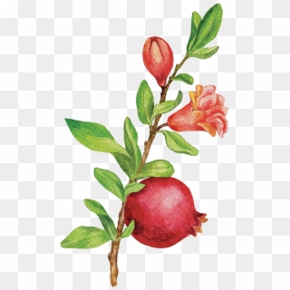 Pomegranate Tree Png , Png Download, Transparent Png