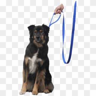 Quick Halt Leash Dog Bebopusa Pet Leashes - Companion Dog, HD Png Download