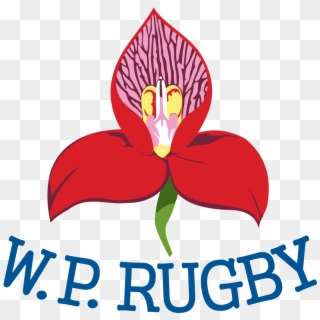 Western Province Rugby Team Wikipedia Dhl Supply Chain, HD Png Download