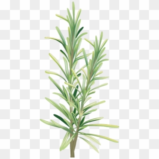 Graphic Design - Rosemary Clipart Png, Transparent Png