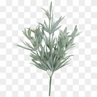 Rosemary Bush Png - Groundcover, Transparent Png
