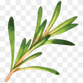 Rosemary - Western Yew, HD Png Download