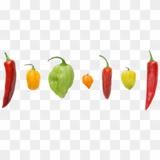 Peppers - Tabasco Pepper, HD Png Download