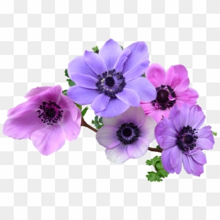 Lavender Clipart Rosemary Plant - Anemone Flower Png, Transparent Png