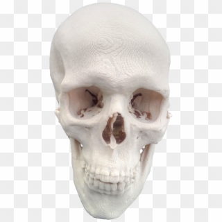 3dprinted Skull 20151124090811 - Skull, HD Png Download