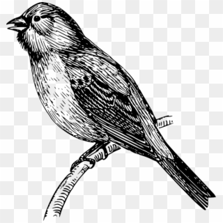 Mockingbird Cliparts - Vector Burung, HD Png Download