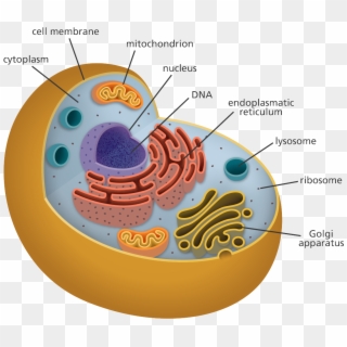 Body Cell Png Transparent Body Cell Png Images Pluspng - Chromosome Location In Cell, Png Download