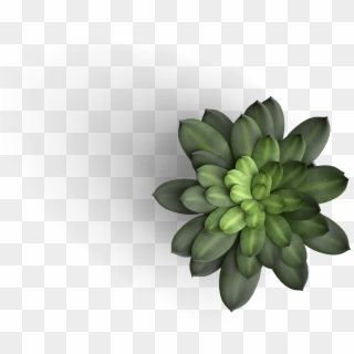 Table Plant Top View Png, Transparent Png