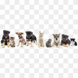 Cat Dog Png - Dogs And Cat Png, Transparent Png