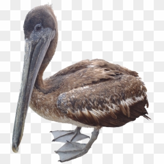 Pelican Png - Pélican Png, Transparent Png