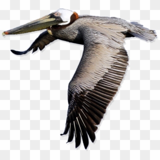 Pelican Free Png Image - Pelican Png, Transparent Png