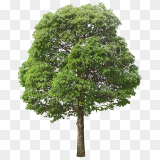 Tree - Tree Png, Transparent Png