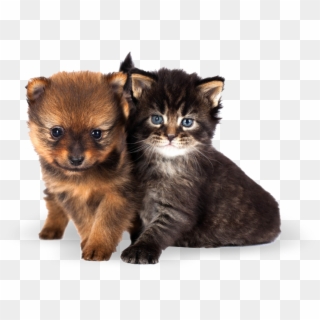 Cute Cats And Dogs - Puppies And Kittens, HD Png Download