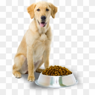 Dog With Food Png, Transparent Png