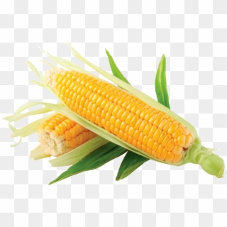 Corn Hd Png - Corn Png, Transparent Png