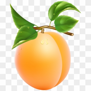 Apricot Png, Transparent Png