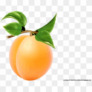 Single Apricot Transparent Image - Png Fruits Name Clipart, Png Download
