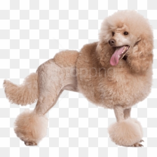 Apricot Poodle, HD Png Download