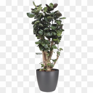 Potted Plant - Ficus Aralia, HD Png Download