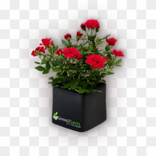 Corporate Logo Gift Plants - Red Rose Pot Plants, HD Png Download